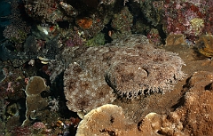 Raja Ampat 2016 - Eucrossorhinus Daypogon - Tasselled Wobbegon - Requin Tapis barbus - IMG_5313_rc